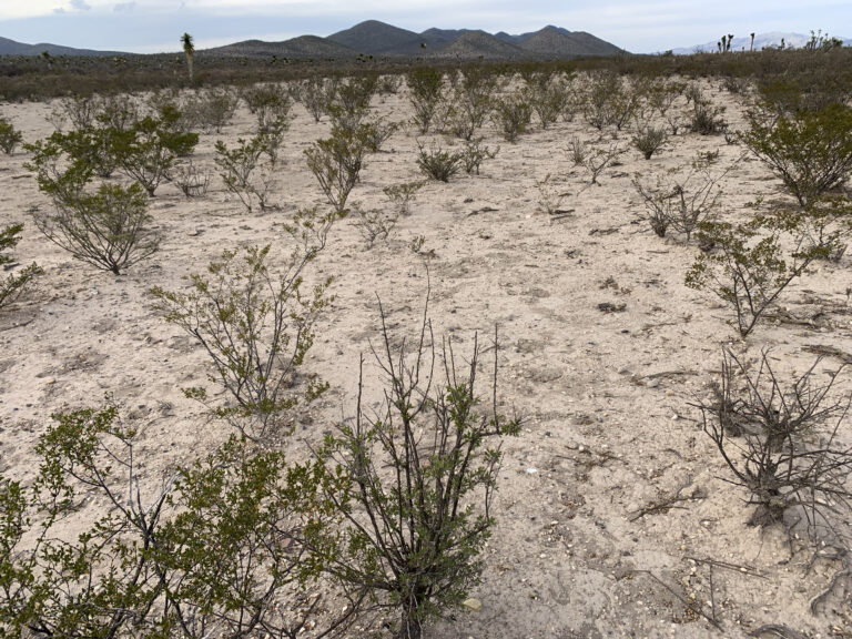 Suelo desprovisto de vegetación y dominancia de especies oportunistas. Ejido El Carmen. 2023.