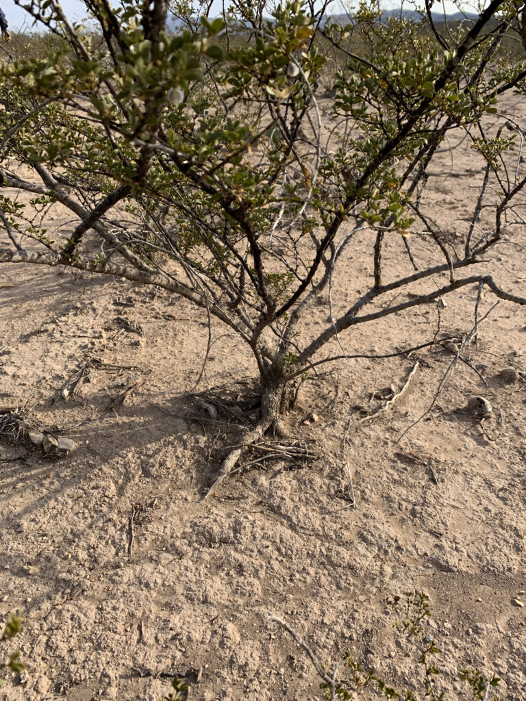 La pérdida de la capa superficial de suelo expone las raíces de la Larrea tridentata. Ejido El Camen, 2023.