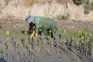 Reforestación con mangle