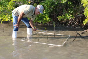 Reforestación con mangle1