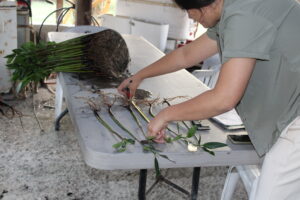 Producción de mangle